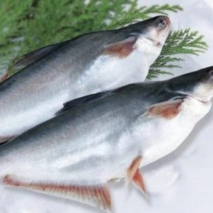 Indian basa/pangas