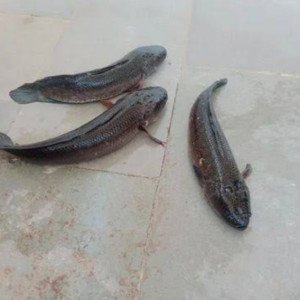 River sole (whole cut in picecs )