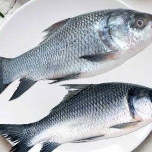 Alive katla/catla (whole cut in pieces)