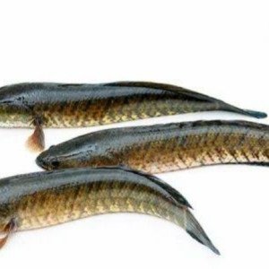 Alive River Sole (whole cut in piece)