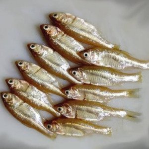 mourala