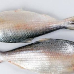 hilsa bangladesh fish