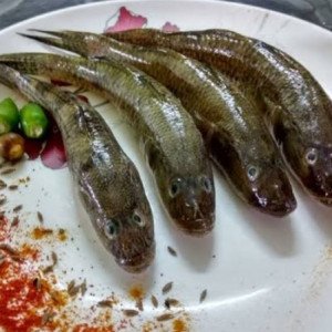 bele fish