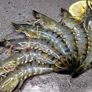 Tiger prawns 20-30 count/kg