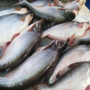 Alive indian basa/pangas