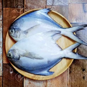 White pomfret count 10-12 pcs per kg