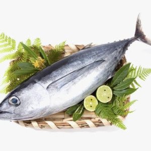 Tuna slice cut upto 2 & 3kg fish