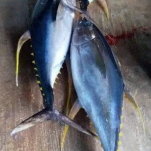 Tuna (whole cut in pieces)
