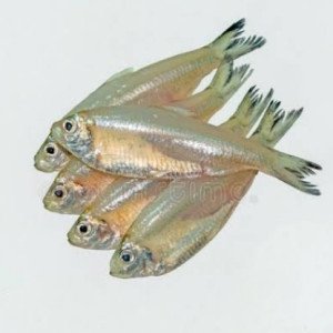 sea mourala