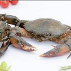 Live mud crab