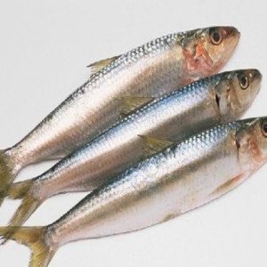Sardine/Mathi count 10-15 pcs per kg