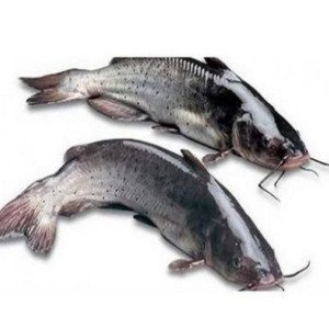 Sea singhara (whole cut in piece)
