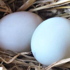 Duck egg