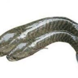 Alive Latha fish
